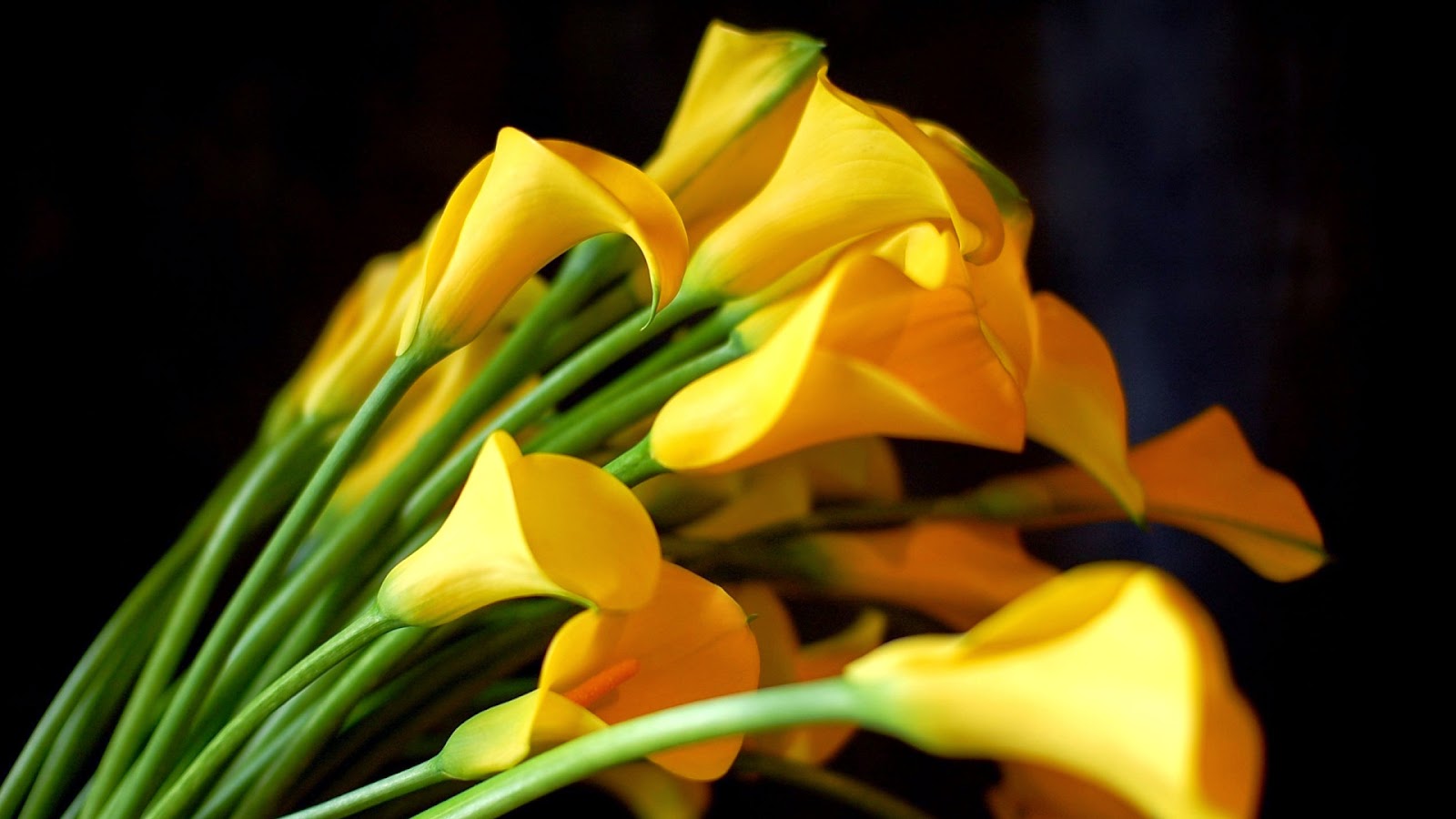 Ewallpics: 100 Beautiful flowers wallpapers Set-5 [ewallpics]